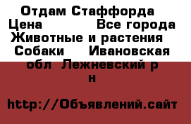 Отдам Стаффорда › Цена ­ 2 000 - Все города Животные и растения » Собаки   . Ивановская обл.,Лежневский р-н